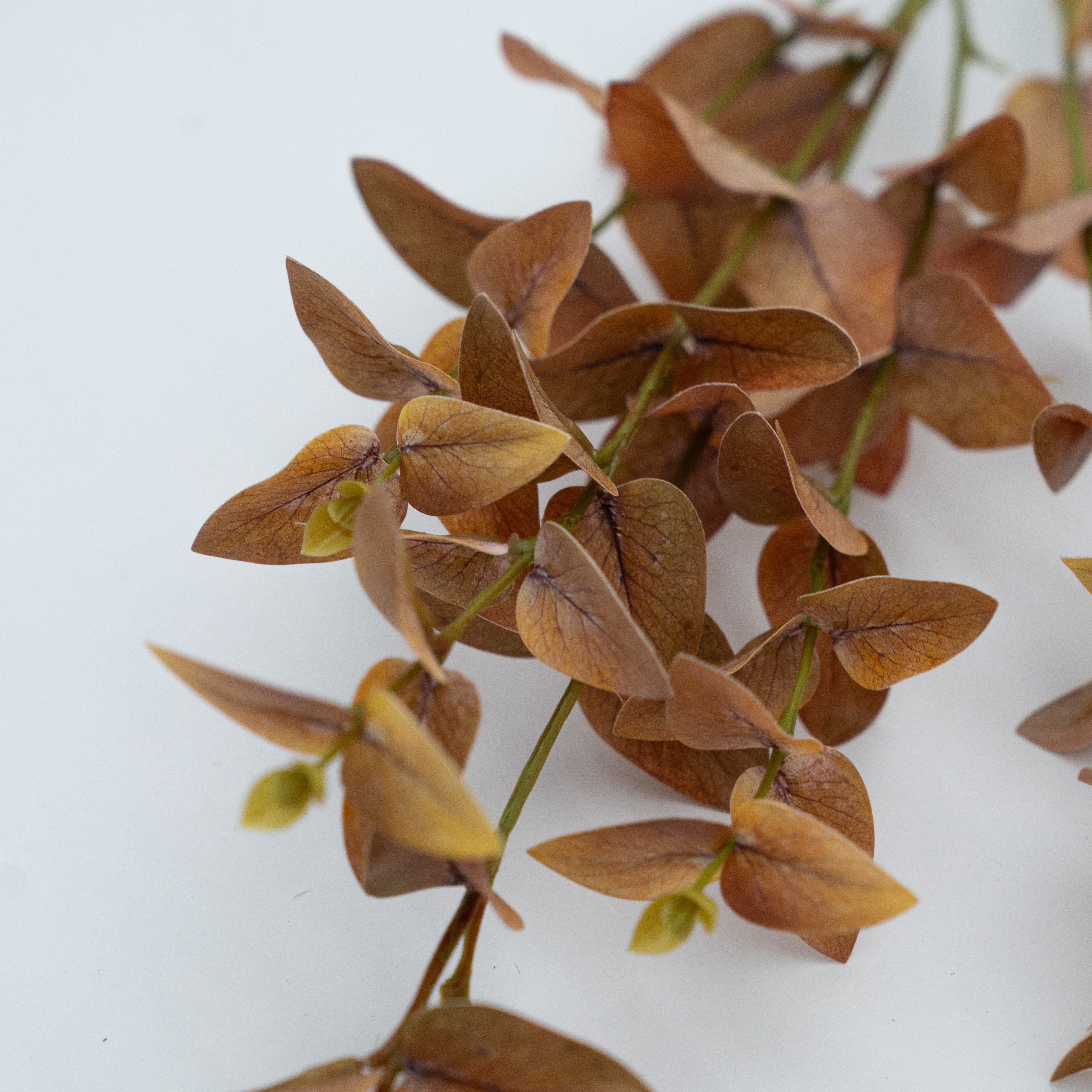 Artificial Plant - Salsia Pale Brown - Artificial Flowers - WS Living Furniture Furniture Store in Dubai