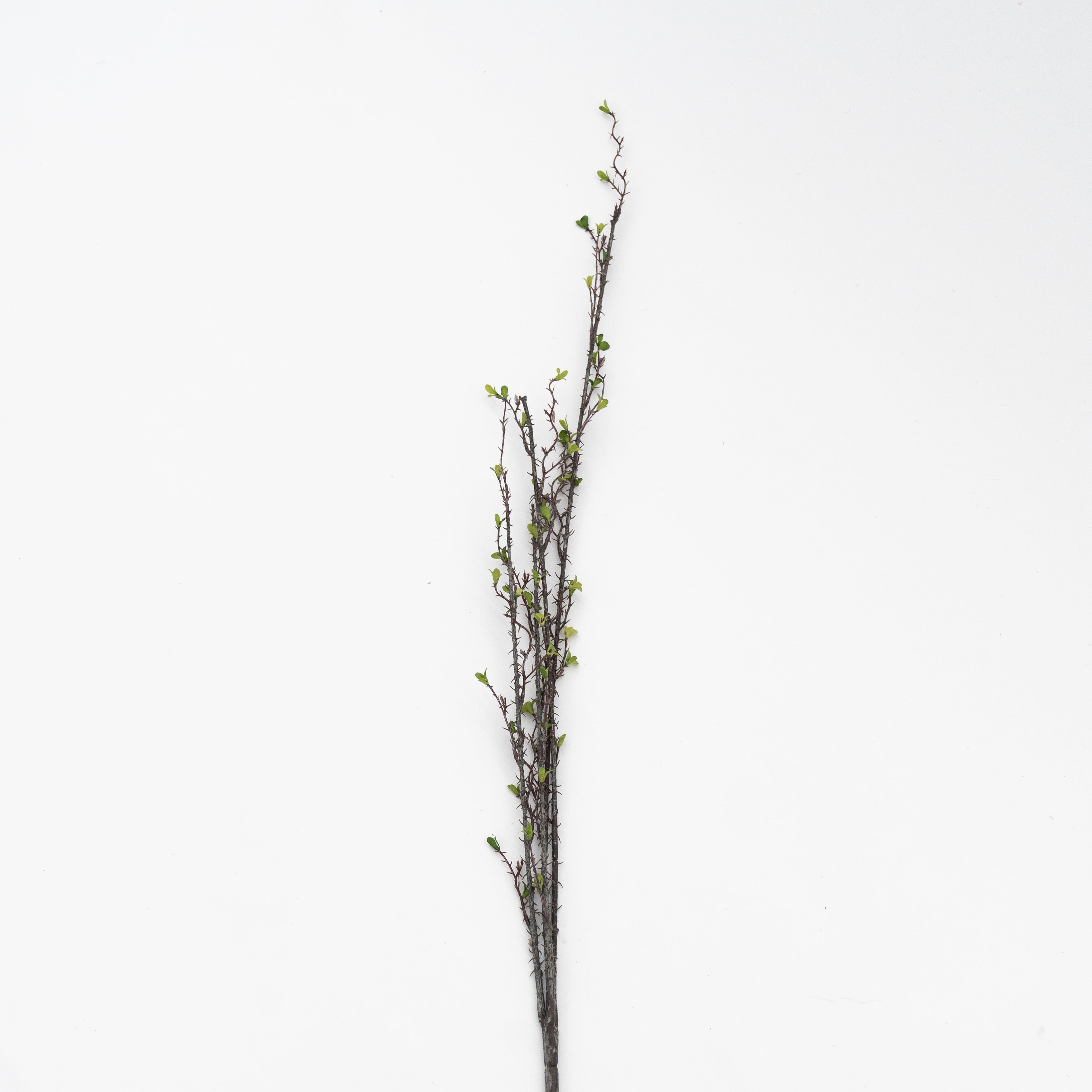 Artificial Plant - Angelonia - Artificial Flowers - WS Living Furniture Furniture Store in Dubai