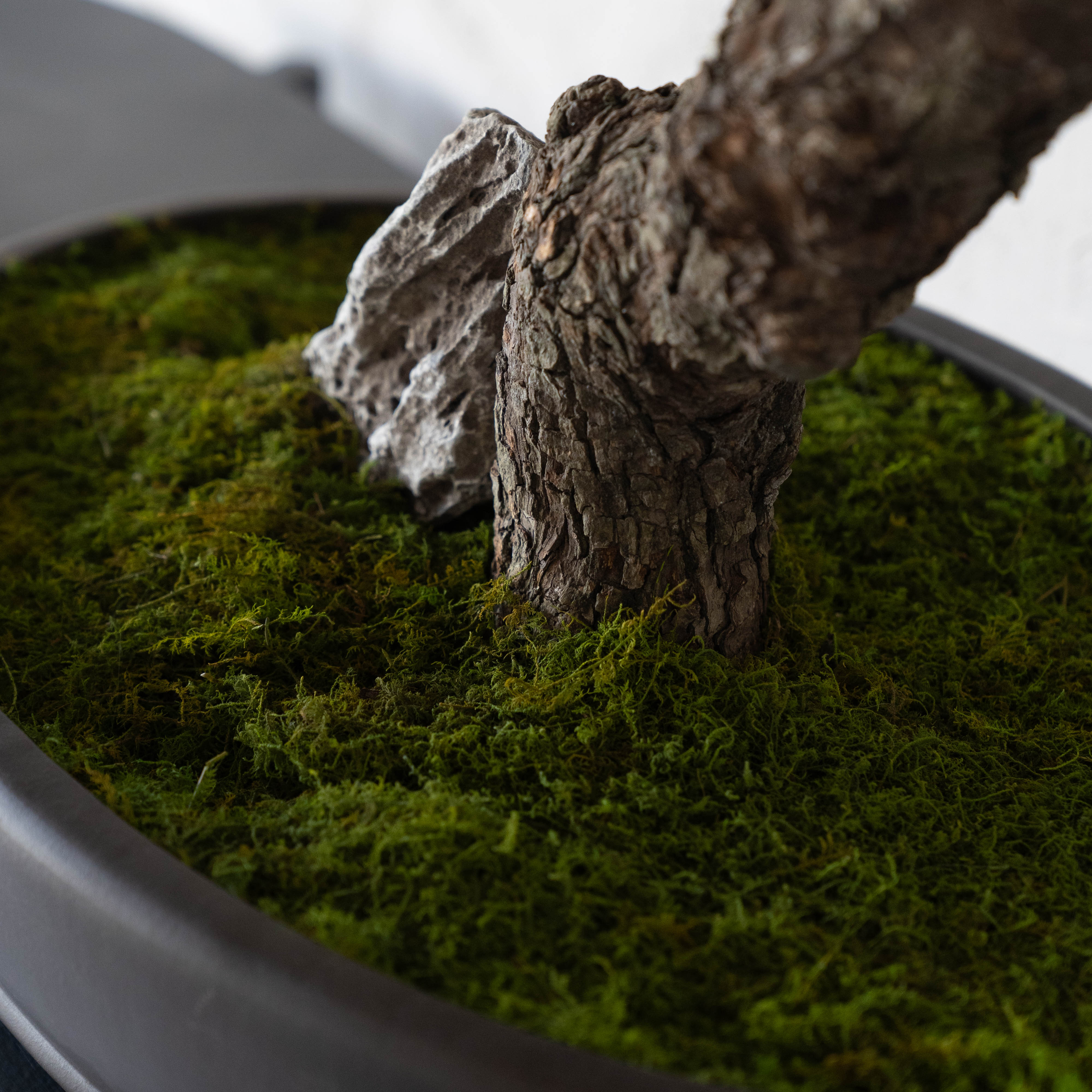 Handcrafted Artificial Bonsai Tree - Bring Nature Indoors - ( Coming Soon ) - Artificial Tree - WS Living Furniture Furniture Store in Dubai