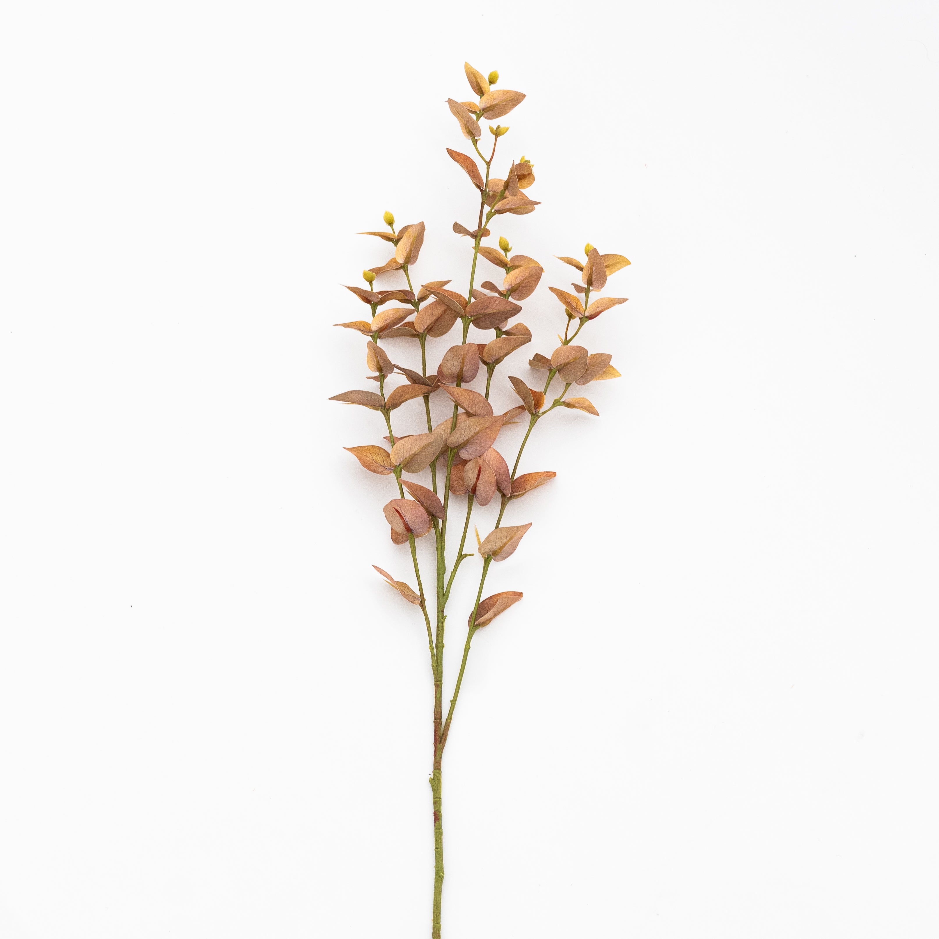 Artificial Plant - Salsia Pale Brown  - WS Living - UAE - Artificial Flowers Wood and steel Furnitures - Dubai