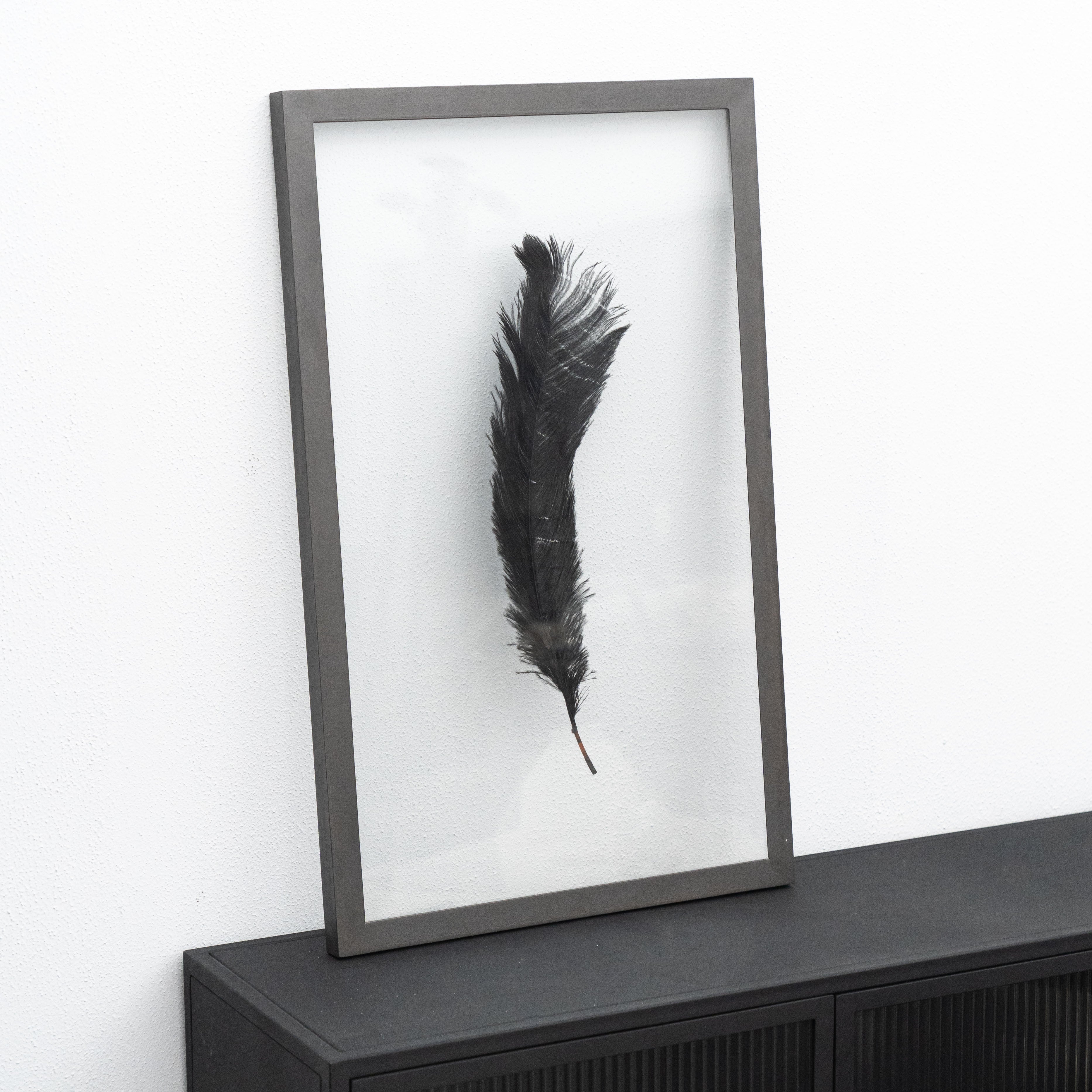 Feather Artwork With Transparent Glass Frame  - WS Living - UAE - Wall Decor / Artwork Wood and steel Furnitures - Dubai