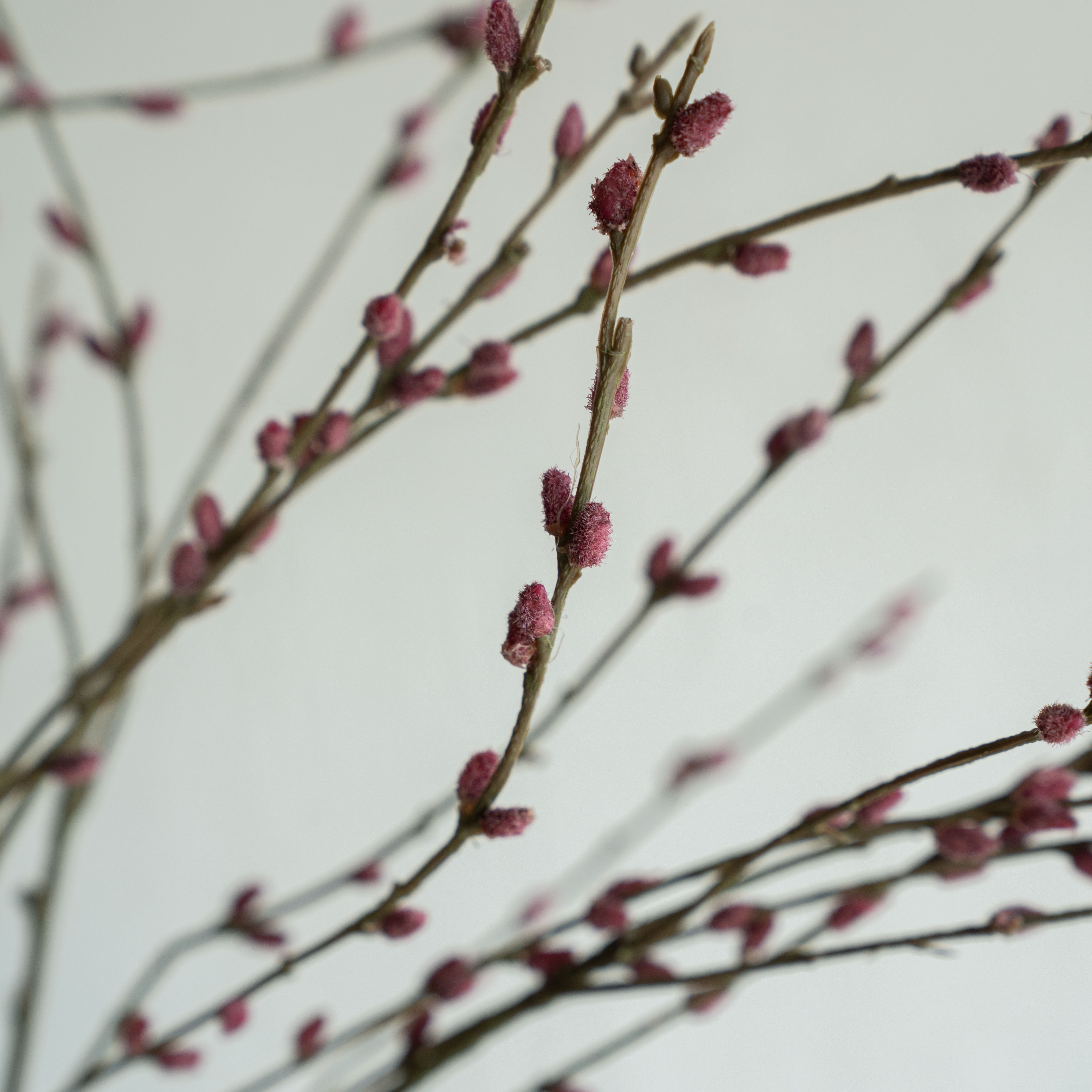 Goat Willow Artificial Flower (Purple) - Artificial Flowers - WS Living Furniture  Furniture Store in Dubai