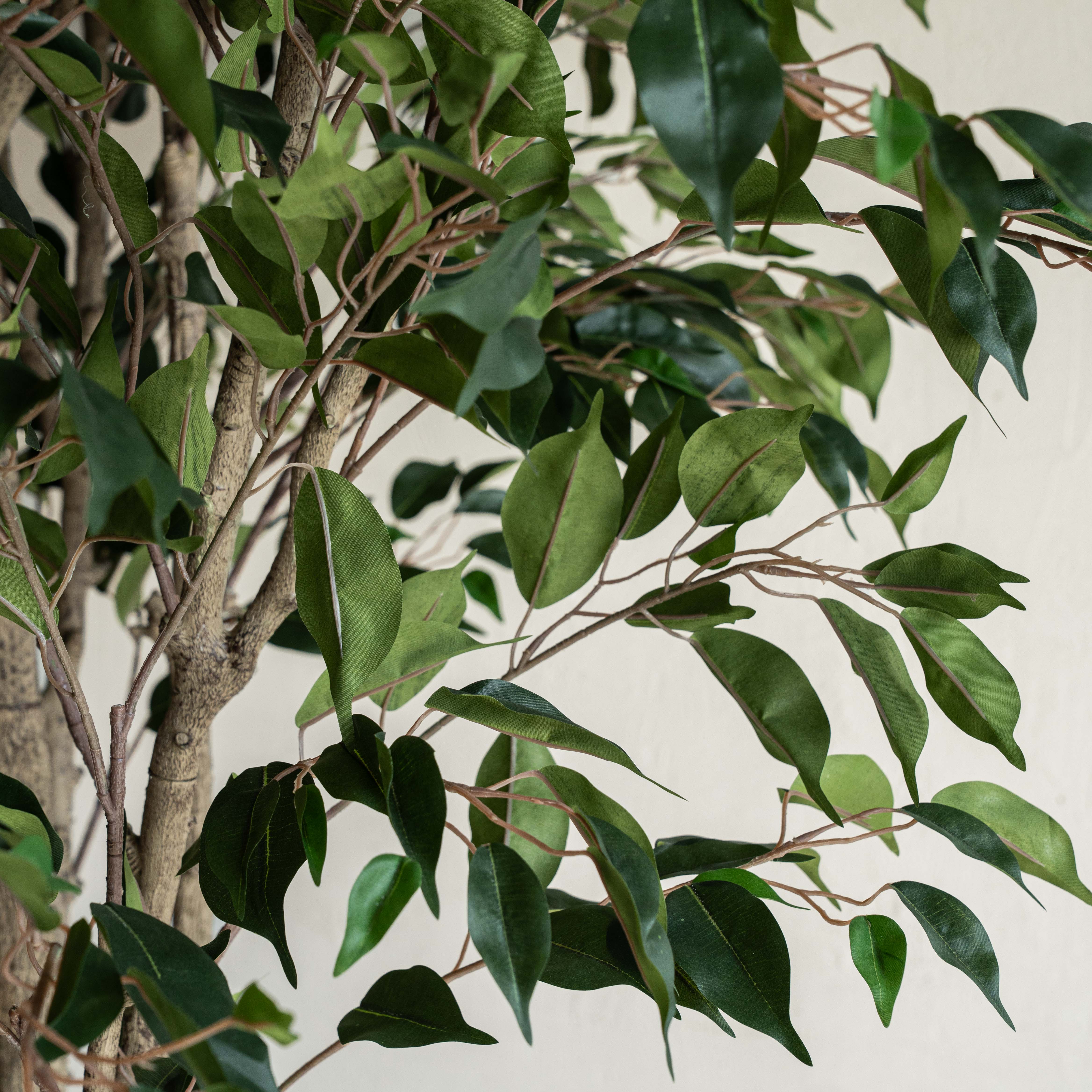 Ficus Handmade Decorative Artificial Tree - BIG - 250cm - Artificial Tree - WS Living Furniture  Furniture Store in Dubai